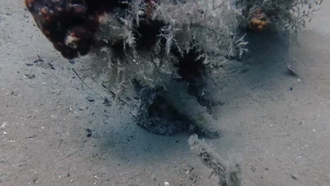 4k video of a Common Octopus (Octopus vulgaris) in Tarragona, Spain Stock-Footage 311108273