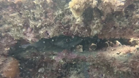 4k video of a Conger Eel (Conger conger) hiding in a ship wreck in Tarragona Stock Footage 311190340