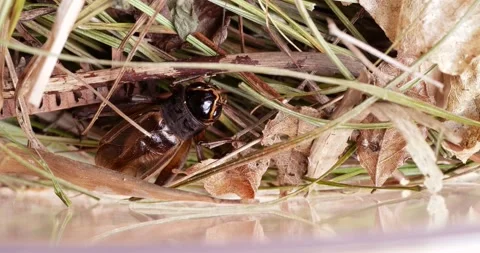 4K video of crickets chirping. Stock Footage 199063408
