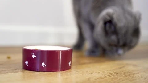 4k video. Cute scottish cat eats dry feed Stock Footage 155843172