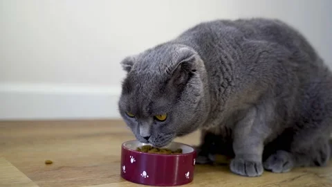 4k video. Cute scottish cat eats dry feed Stock Footage 155843190