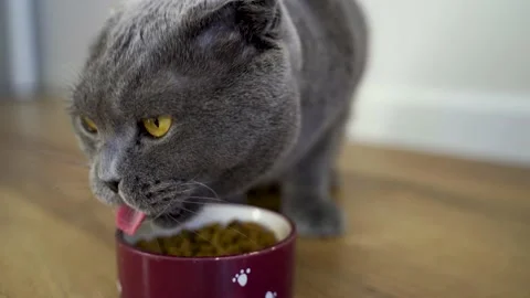 4k video. Cute scottish cat eats dry feed. Stock Footage 155843241