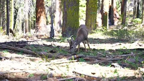 4k video. A deer grazes the grass in the forest in Yosemite Park, USA Stock Footage 154355342
