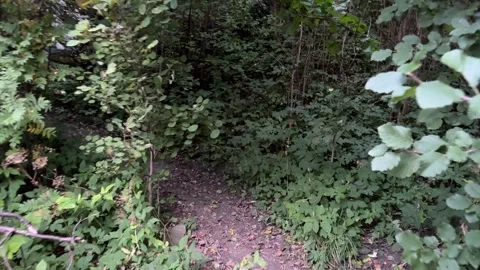 4K video - Dense forest Video stock 286861032