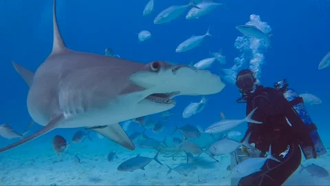 4k video of divers interacting with Great Hammerheads (Sphyrna mokarran) Video stock 232710107