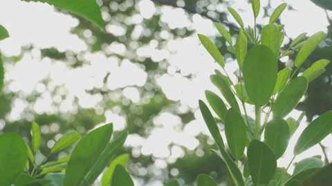 4K Video dolly shot Close up Sun light ray through the green leaf of tree. ba Stock Footage 154338267