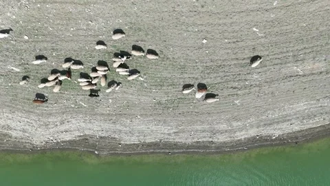 4K video, drone view: sheep herd near the water. Stock Footage 286997783