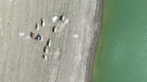 4K video, drone view: sheep herd near the water. Stock Footage 286997967