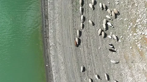 4K video, drone view: sheep herd near the water. Video stock 286998148