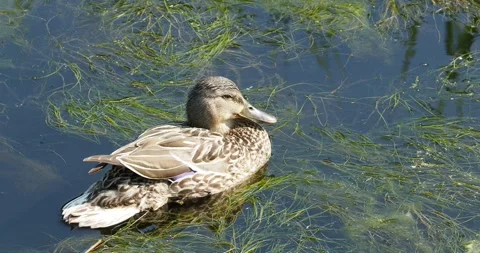 4K video of duck Stock Footage 242933240
