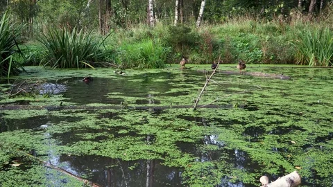 4k video. Ducks sit on a log in the center of an overgrown pond. Stock Footage 94699318