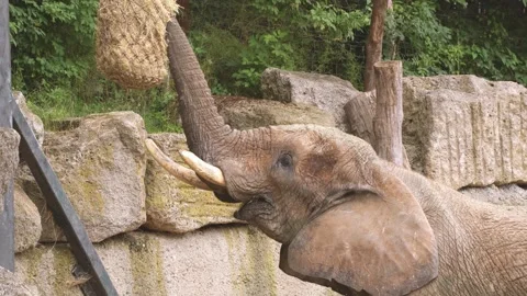 4K video of an elephant with tusks interacting with rocky enclosure walls i.. 動画素材 343567769