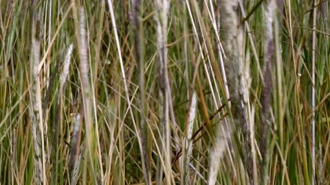 4K video of feather grass blowing in the wind UK Stock Footage 132017827
