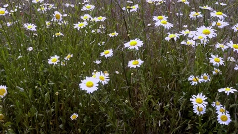 4K video of a field of white ox eye daisys blowing in the wind Stock Footage 132015239