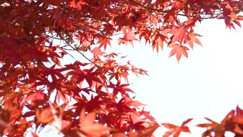 4K Video of a fixed shot of a branch of autumn leaves turning red. Stock Footage 202831177