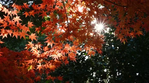 4K Video of a fixed shot of a branch of autumn leaves turning red. Stock Footage 204716164
