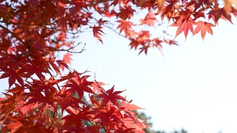4K Video of a fixed shot of a branch of autumn leaves turning red. Stock Footage 207955803