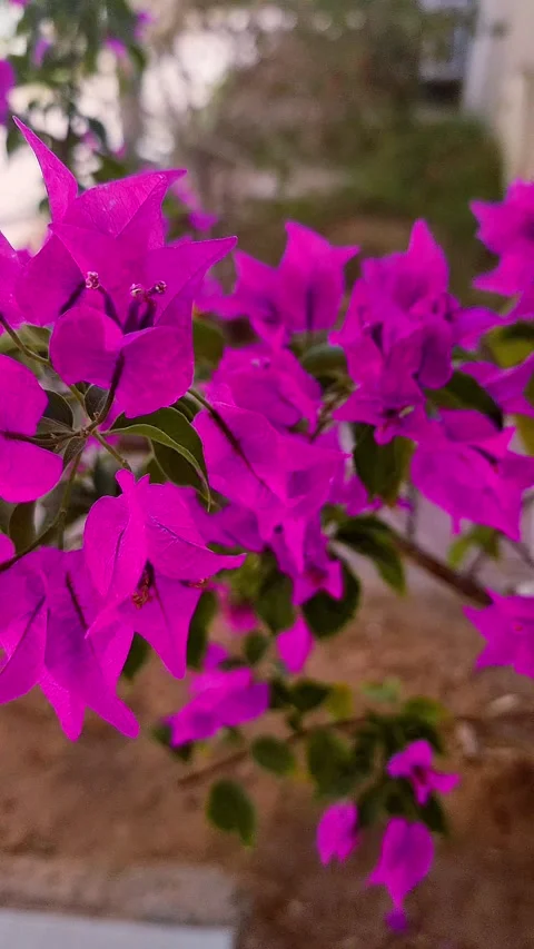 4k video flowers Stock Footage 321728911