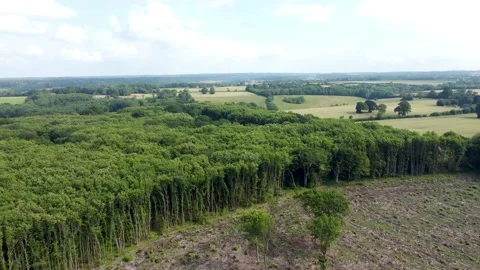 4K video flying over the top of trees and deforestation in UK Stock Footage 157250322