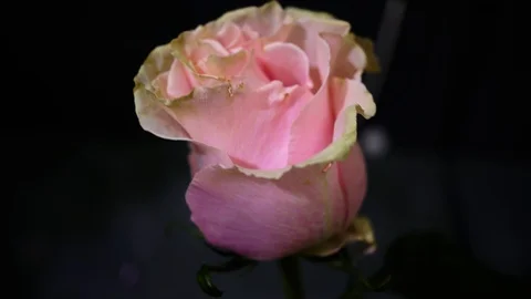 4K Video Stock Footage 88888012