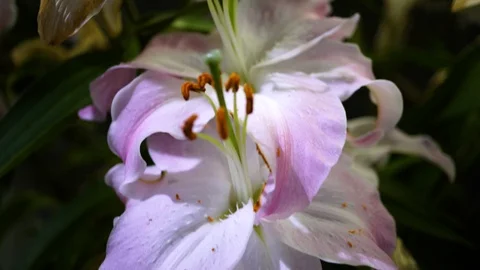 4K Video Stock Footage 88889160