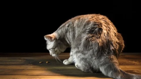 4K Video Video stock 88986597