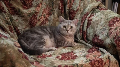 4K Video Stock Footage 88986616