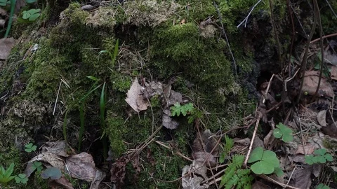 4K Video Stock Footage 89394782