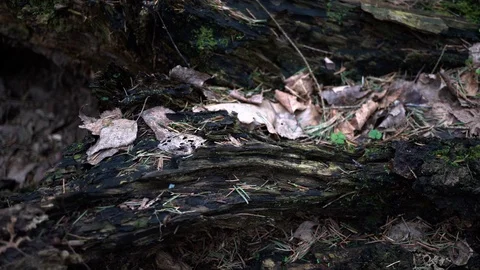 4K Video Vídeos de archivo 89395201