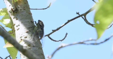 4K Video footage of the cicadas buzzing hard. Stock Footage 332690550