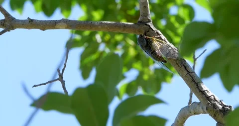 4K Video footage of the cicadas buzzing hard. Stock-Footage 332690552