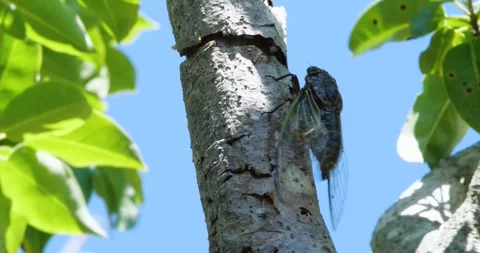 4K Video footage of the cicadas buzzing hard. Stock Footage 332690708