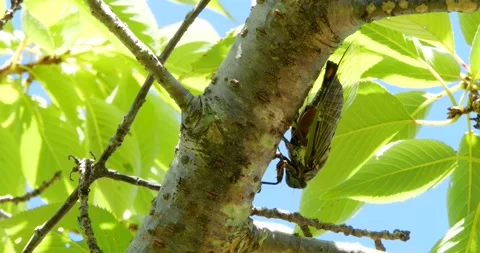 4K Video footage of the cicadas buzzing hard. Stock-Footage 332690825