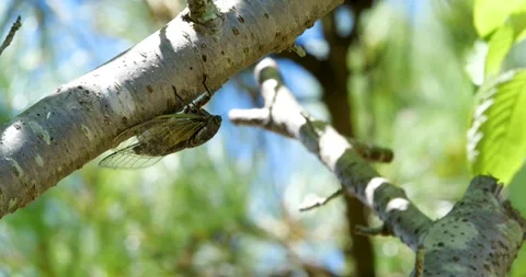 4K Video footage of the cicadas buzzing hard. Stock Footage 332690882