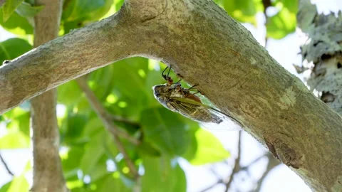 4K Video footage of the cicadas buzzing hard. Stock-Footage 332690891