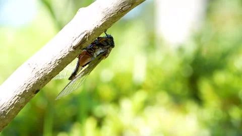 4K Video footage of the cicadas buzzing hard. Video stock 332690903