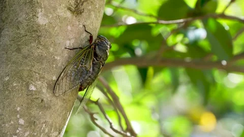 4K Video footage of the cicadas buzzing hard. Stock-Footage 332690920