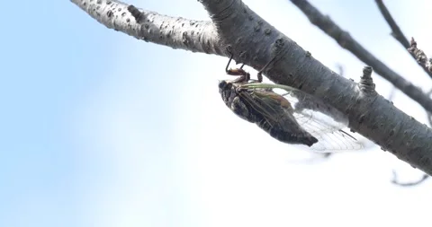 4K Video footage of the cicadas buzzing hard. Stock Footage 332889844
