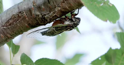 4K Video footage of the cicadas buzzing hard. Stock Footage 332889849