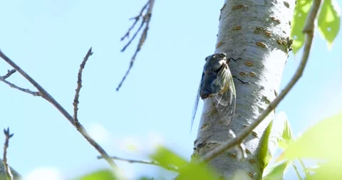 4K Video footage of the cicadas buzzing hard. Video stock 333901575