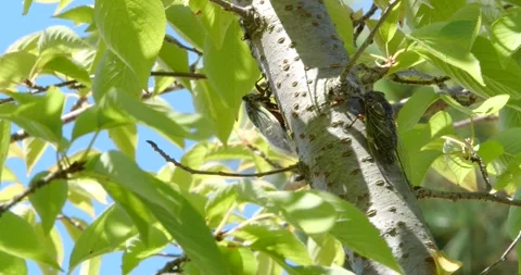 4K Video footage of the cicadas buzzing hard. Stock-Footage 333901630