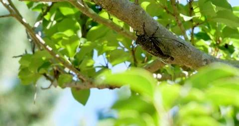 4K Video footage of the cicadas buzzing hard. Video stock 333901634