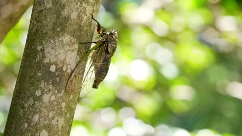 4K Video footage of the cicadas buzzing hard. Stock Footage 334505317