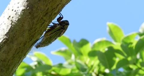 4K Video footage of the cicadas buzzing hard. 库存影片 334505448