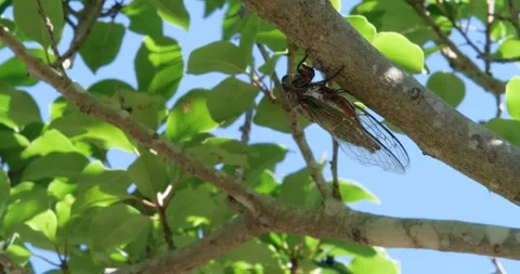 4K Video footage of the cicadas buzzing hard. Stock-Footage 334505714