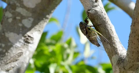 4K Video footage of the cicadas buzzing hard. Video stock 334505752