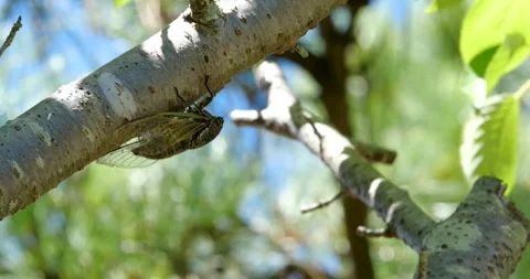 4K Video footage of the cicadas buzzing hard. 스톡 동영상 336647376