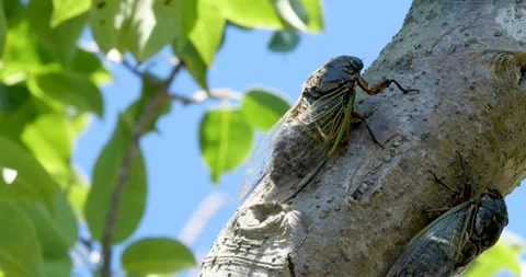 4K Video footage of the cicadas buzzing hard. 库存影片 336647449