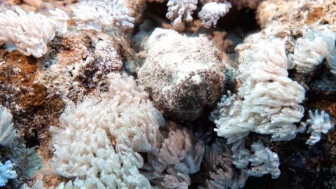 4k video footage of a Devil Scorpionfish (Scorpaenopsis diabolus) in the Red Sea Stock Footage 164867245