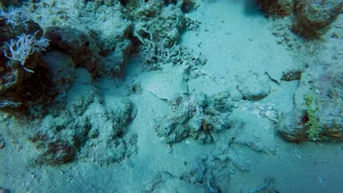 4k video footage of a Marbled Torpedo Ray (Torpedo marmorata) in the Red Sea Stock Footage